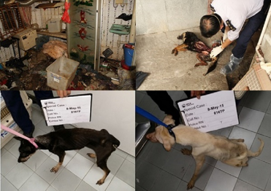 May 2015: 12 dogs were abandoned in a village house. Four of the dogs had died and their bodies had already decomposed. Police did not prosecute as the tenant could not be located within the 6 month time bar.